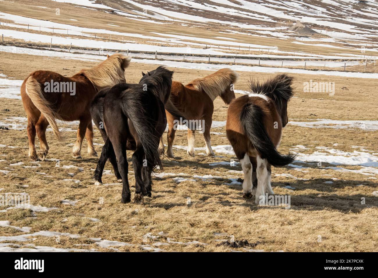 Mandria di cavalli islandesi con le spalle al vento, Alderyjarfoss Road, Islanda Foto Stock
