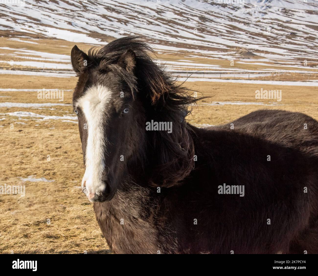 Cavallo islandese dagli occhi blu con un blaze bianco e una criniera soffiata dal vento, Aldeyjarfoss Road, Islanda Foto Stock