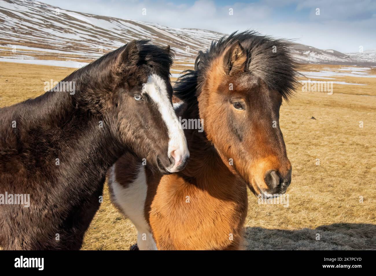 Cavallo islandese soffiato dal vento blu con amico, Aldeyjarfoss Road, Islanda nord-orientale Foto Stock
