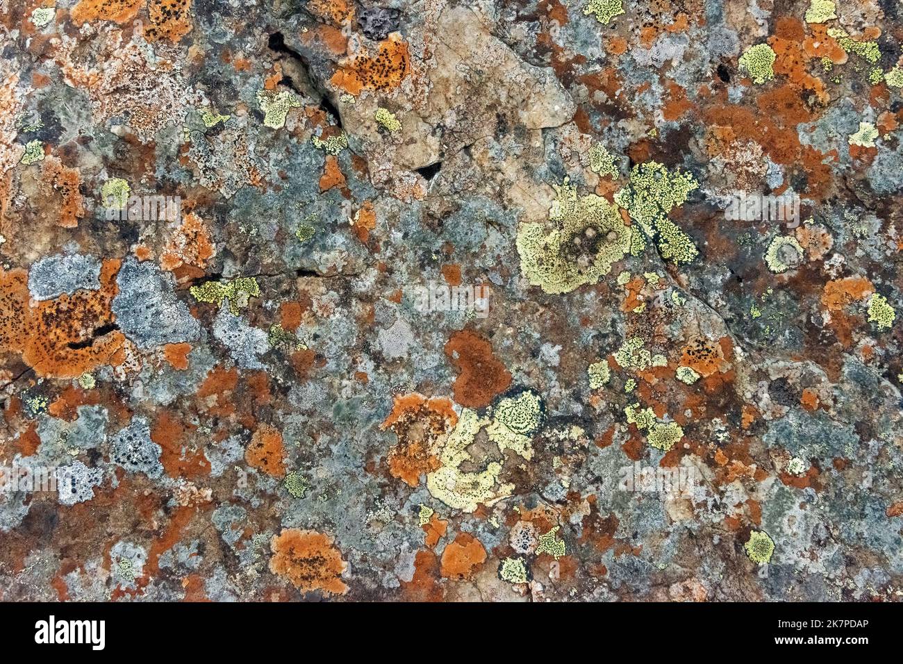 Lichen abstract su rocce vicino Kvernufoss, fiume Kverna, Islanda Foto Stock