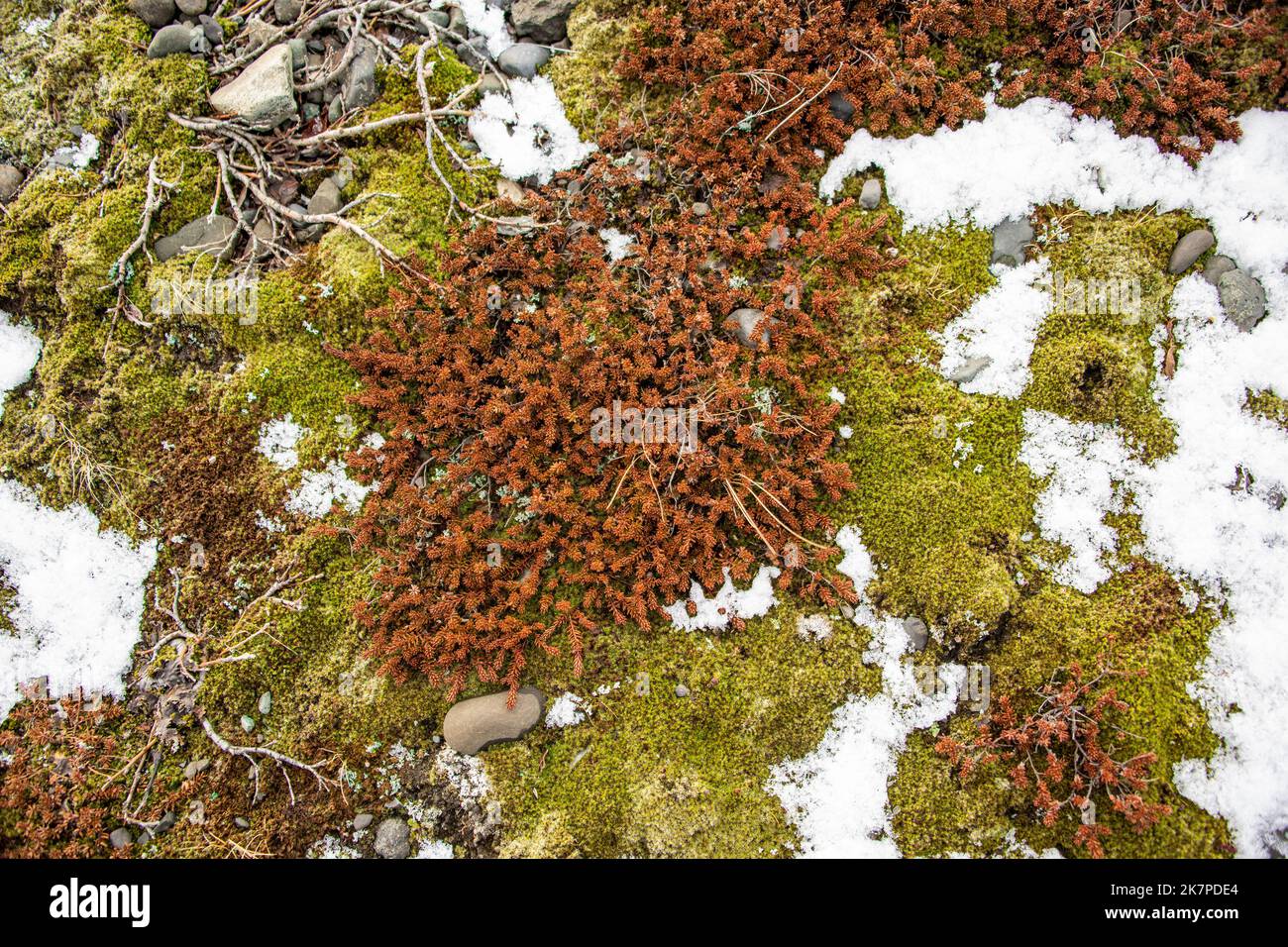 Crowberry nero, muschi e rami nudi di betulla nana in neve sciogliente, Parco Nazionale Vatnajokull, Islanda Foto Stock
