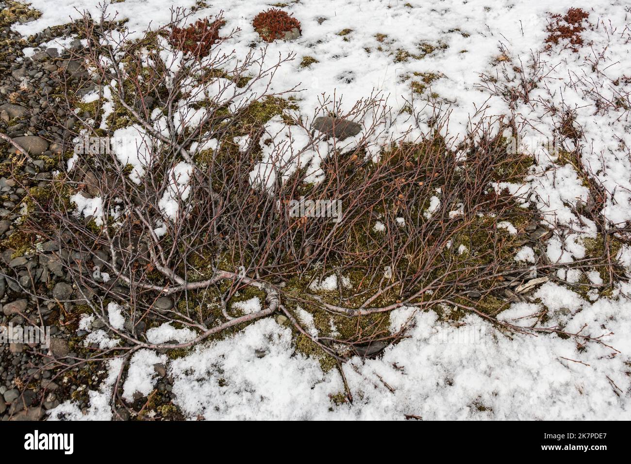 Betulla nana a terra (Betula nana), Parco Nazionale Vatnajokull, Islanda. Foto Stock