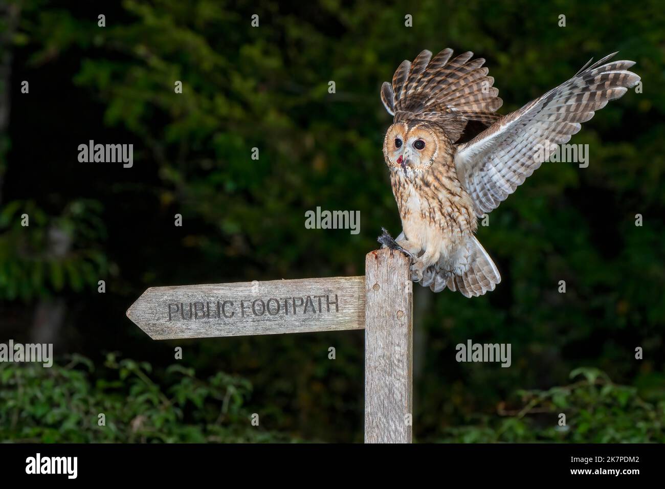 Tawny Owl-Strix aluco si nutre di mouse. Foto Stock