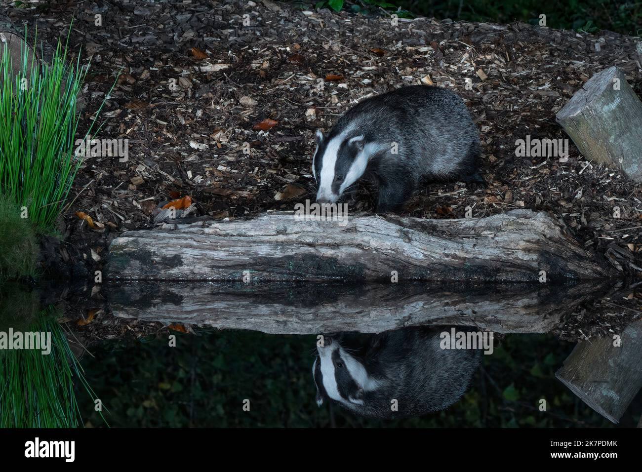 Badger-Meles meles. Foto Stock