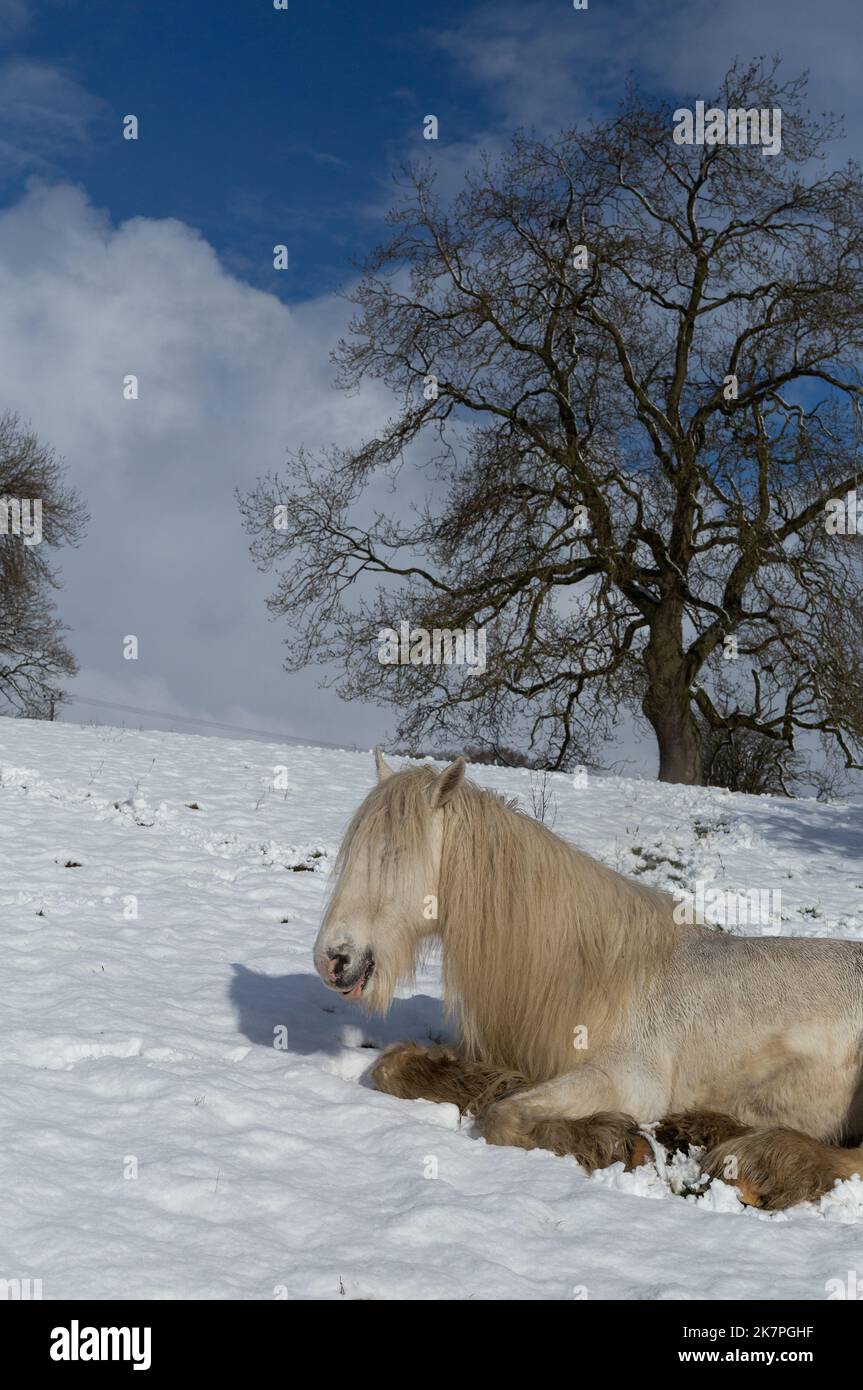 Un cavallo bianco sdraiato nella neve nello Yorkshire, Inghilterra. Foto Stock