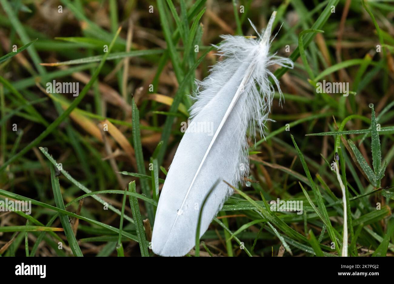 Una grande piuma bianca in erba. Foto Stock