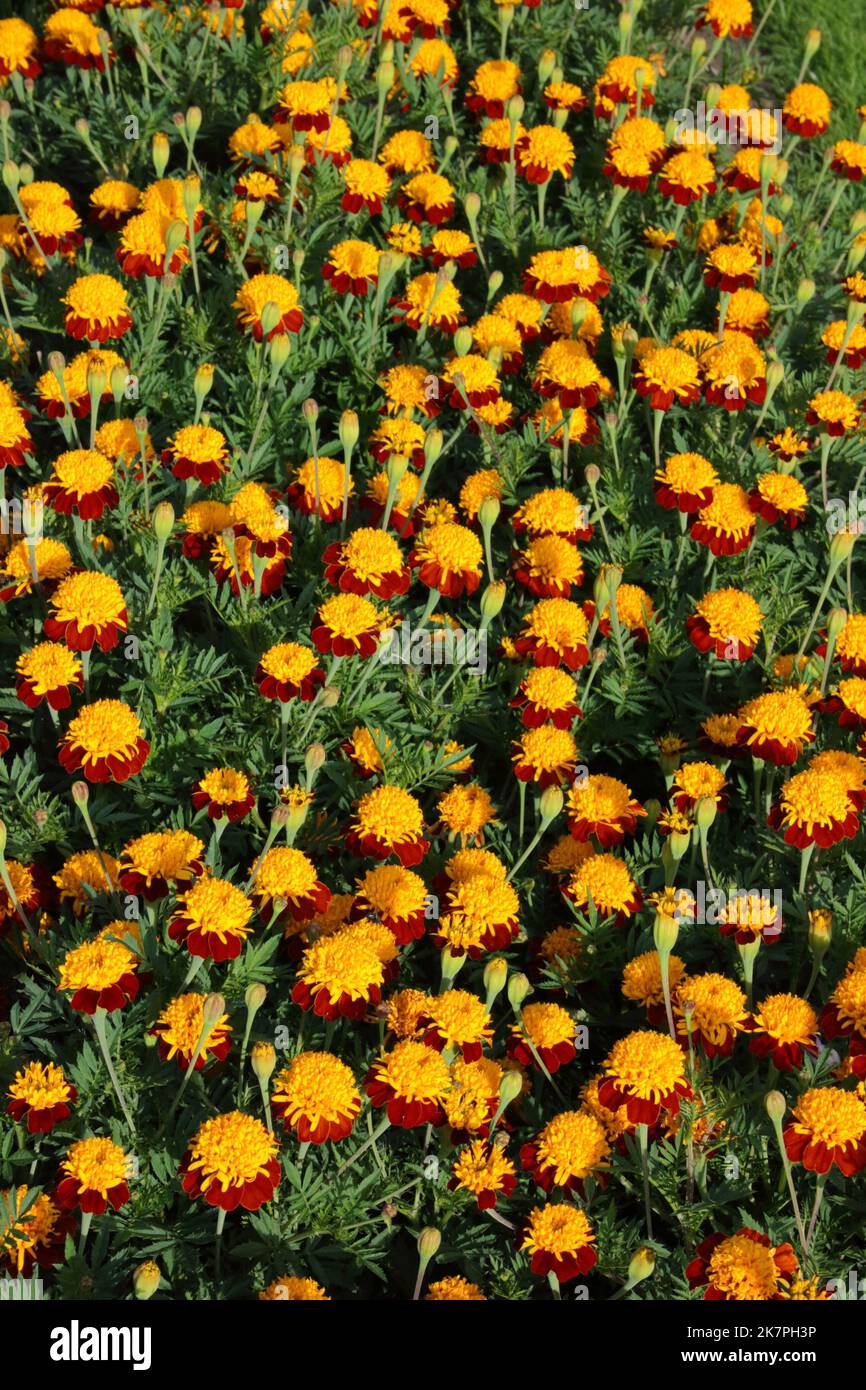 Marigold francese (Tagetes patula 'occhi tigre') in giardino. Foto Stock