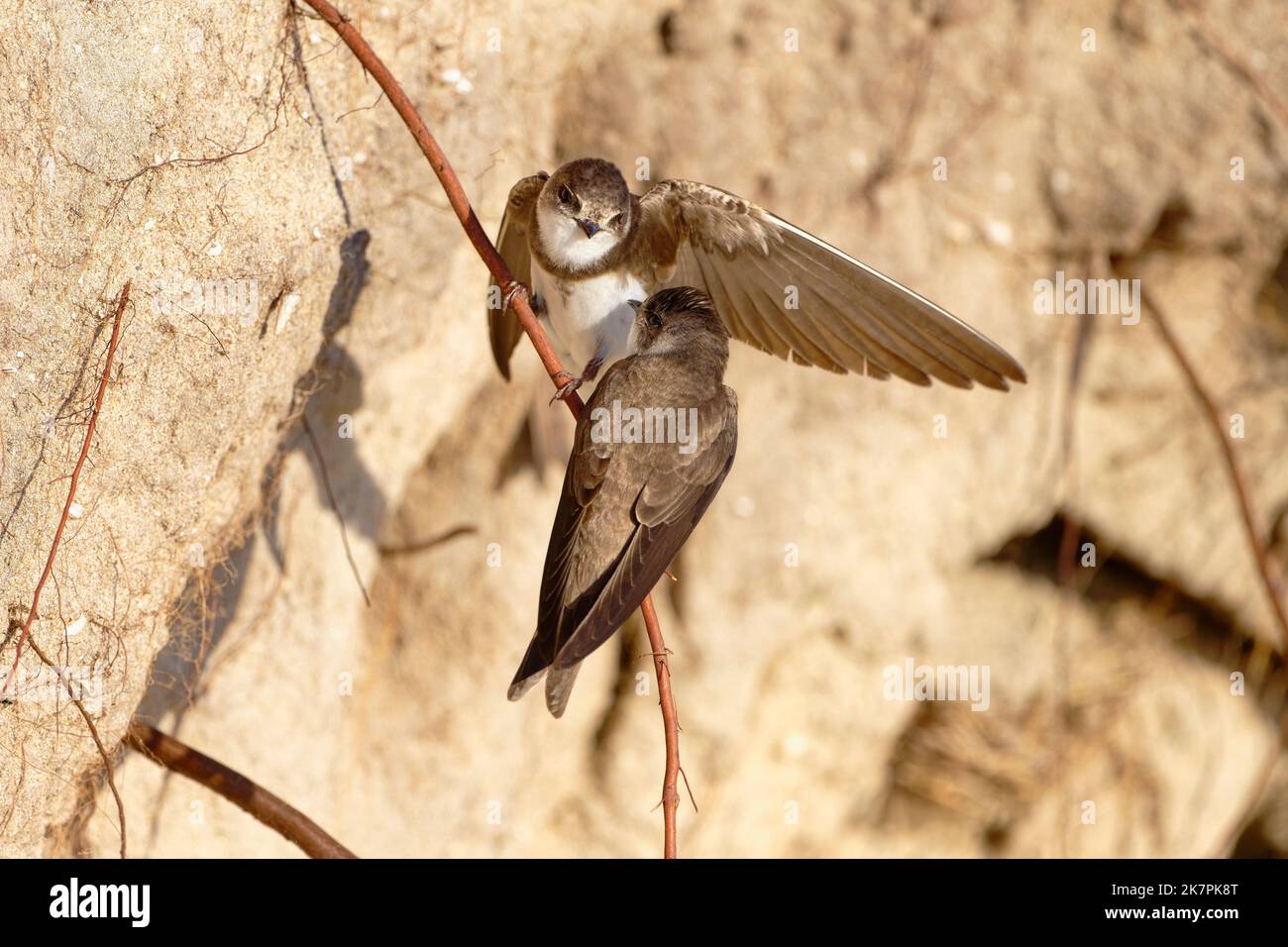 Sabbia martins (Riparia Riparia) lungo dune di sabbia dove la colonia nidificare. Baie du mont Saint Michel, Manica, Normandie, Francia. Foto Stock