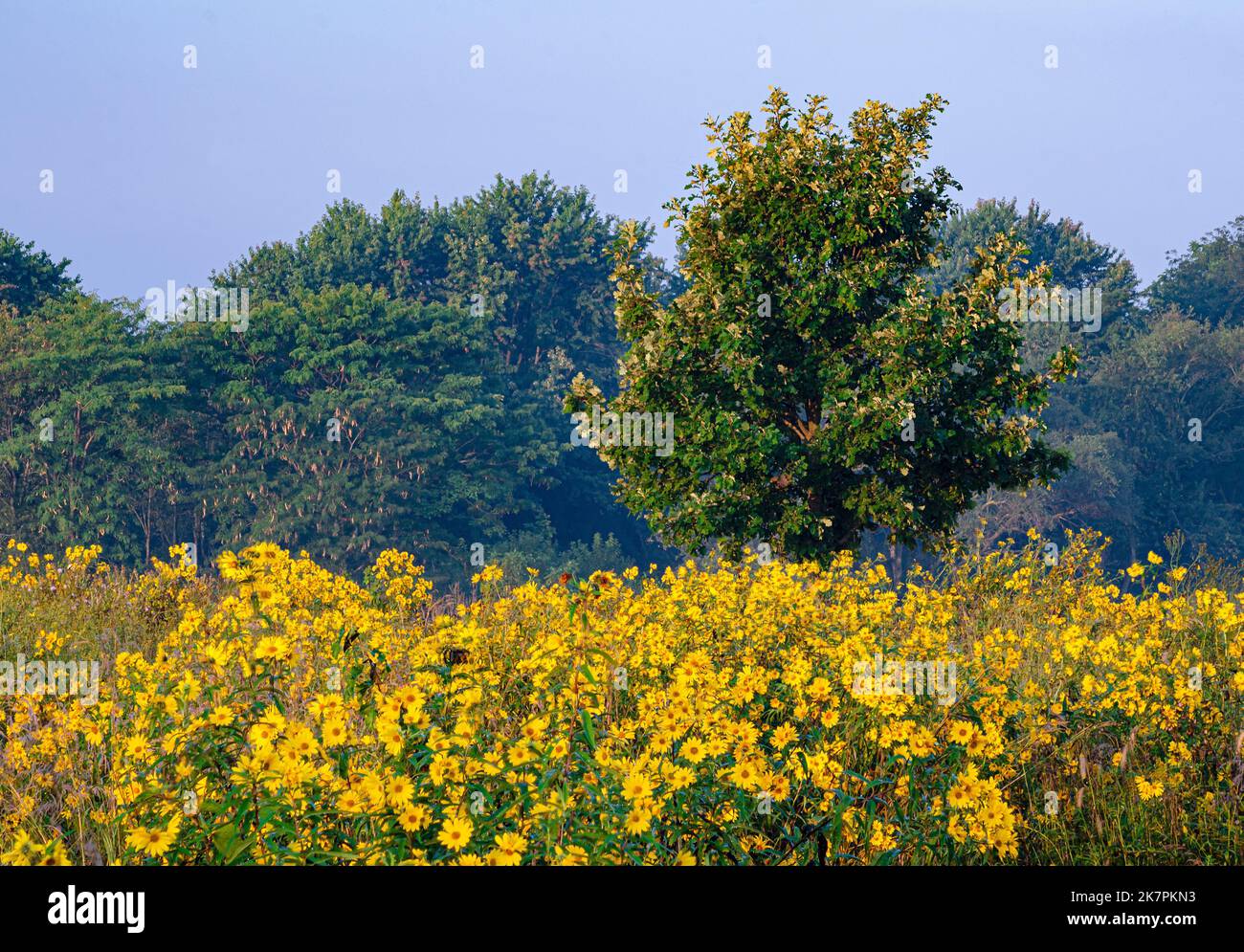 I girasoli di frassino riempiono la prateria delimitata da savane, Goose Lake Prairie state Park, Grundy County, Illinois Foto Stock