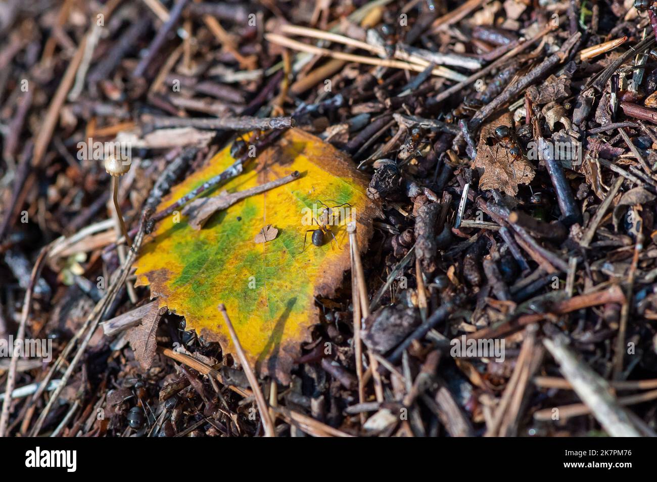 Farnham Common, Buckinghamshire, Regno Unito. 18th ottobre 2022. Una formica in cima ad una delle molte enormi colline formiche. E 'stato un bel giorno caldo e soleggiato Autumnal oggi nei boschi a Burnham Beeches. I previsori metereologici prevedono che un Plume africano potrebbe colpire il Regno Unito alla fine di questo mese portando il tempo e le temperature più calde del solito per questo periodo dell'anno. Credit: Maureen McLean/Alamy Live News Foto Stock