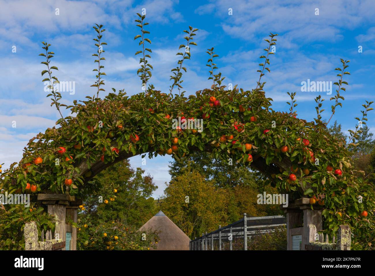 Arco carico di mele per la raccolta contro un cielo autunnale blu profondo Foto Stock