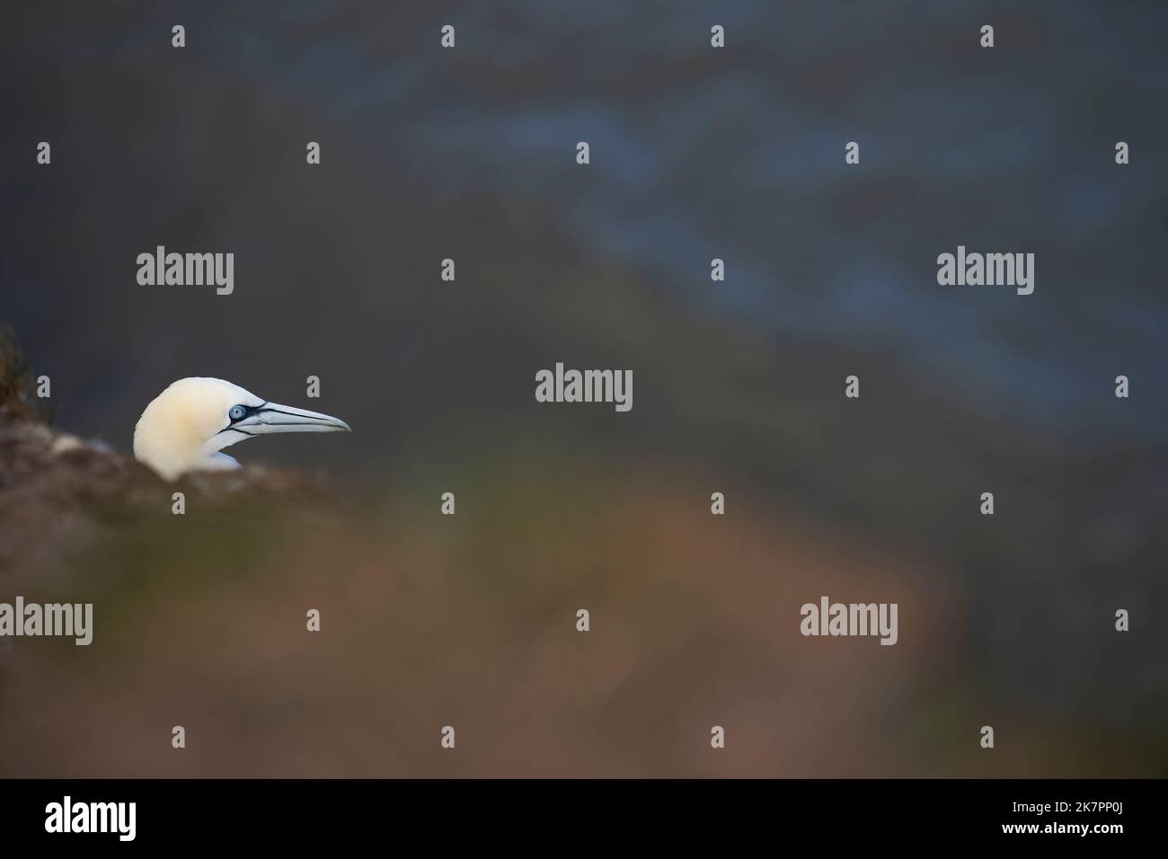 Northern Gannet Morus bassanus, un ritratto di testa di un singolo uccello di 4 anni che guarda sopra il bordo di una scogliera, Yorkshire, Regno Unito, agosto Foto Stock