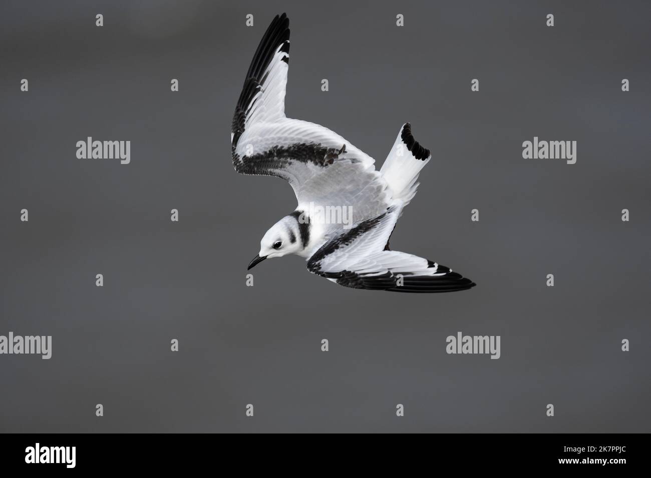 Kittiwake Rissa tridactyla, un giovane uccello precipitoso in volo durante le correnti d'aria forti vicino alle scogliere, Yorkshire, Regno Unito, agosto Foto Stock