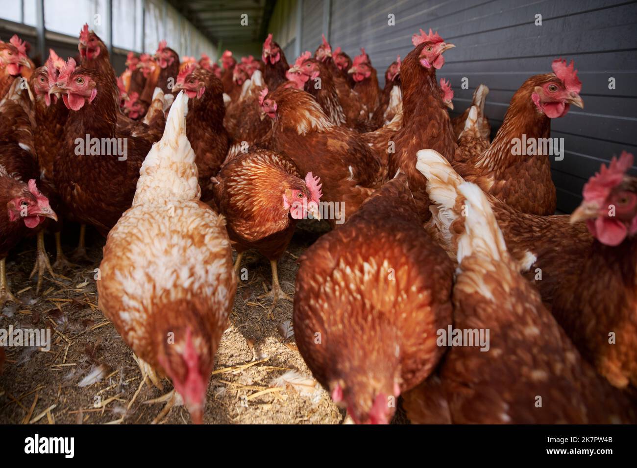 Hühner a Bodenhaltung. Foto Stock