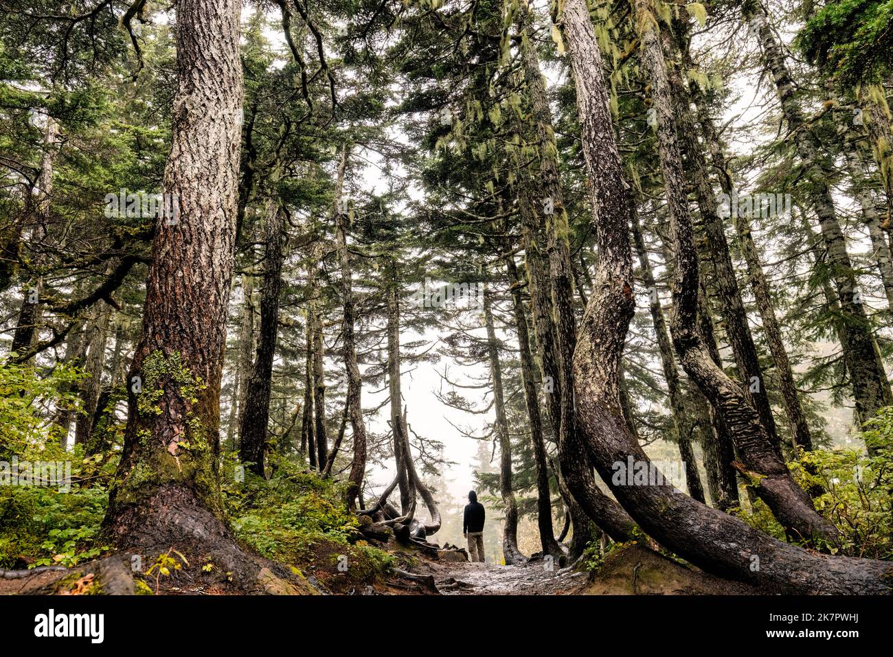 Escursionista su Alpine Loop Trail attraverso la bella foresta pluviale temperata - Monte Roberts - Juneau, Alaska, USA Foto Stock