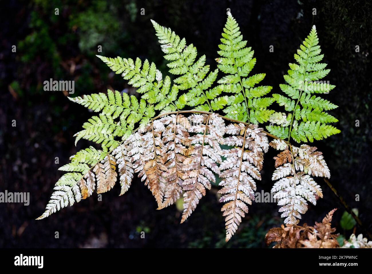 Inusuale mezzo vivo, mezzo morto, fronte felce sul Mount Roberts Trail - Juneau, Alaska, USA Foto Stock
