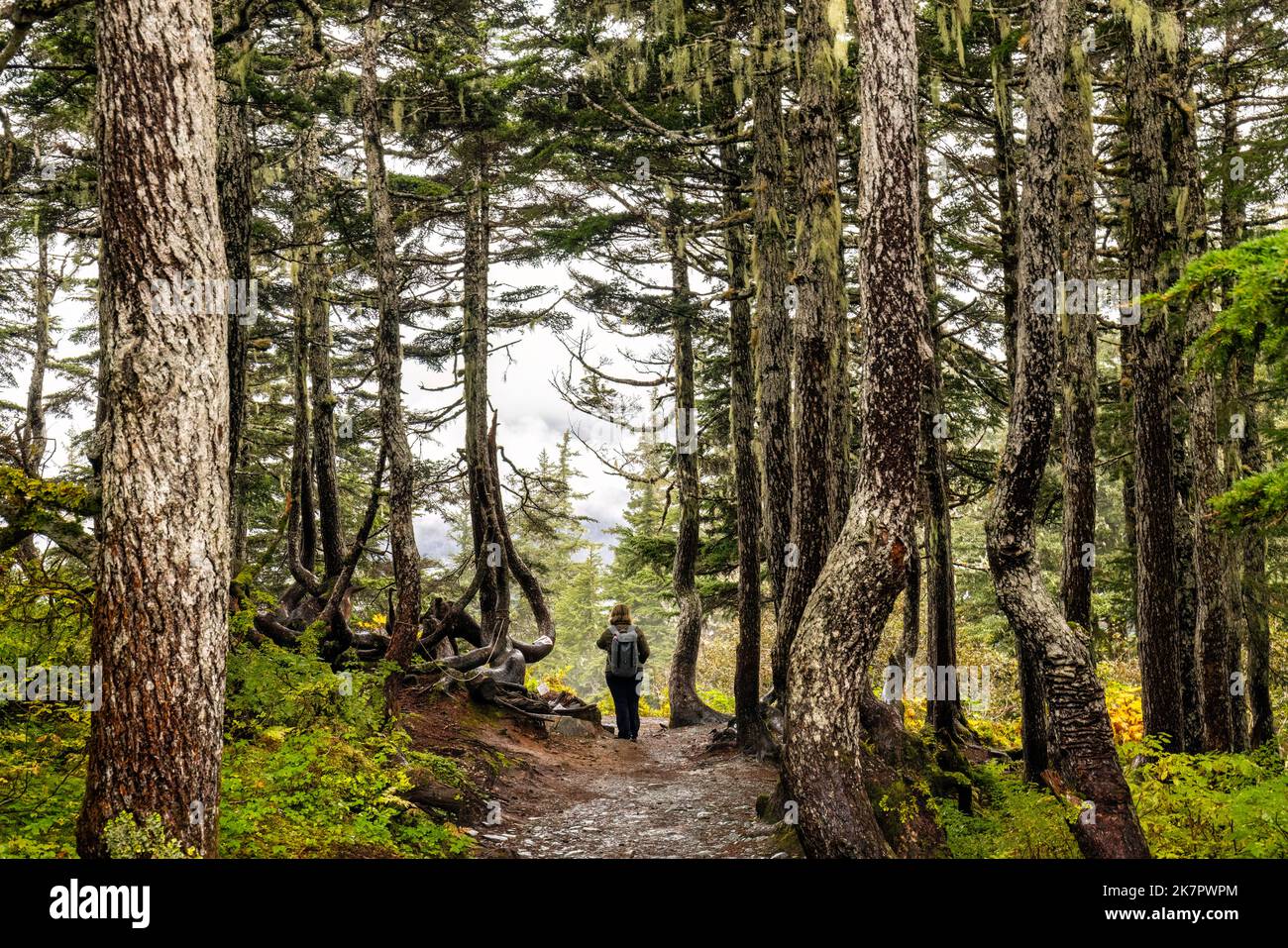 Escursionista su Alpine Loop Trail attraverso la bella foresta pluviale temperata - Monte Roberts - Juneau, Alaska, USA Foto Stock