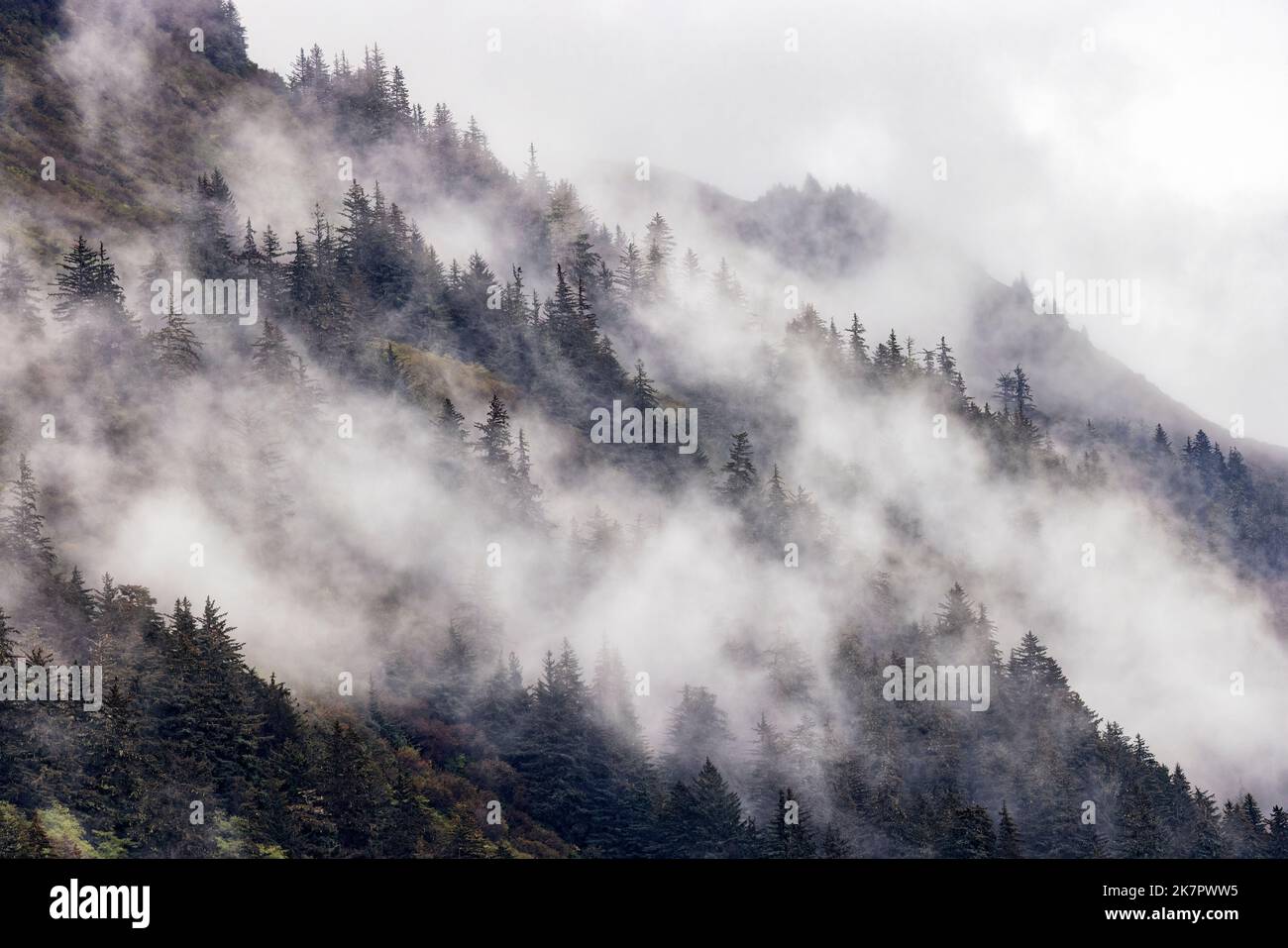 Scenario della foresta di nebbia - Juneau, Alaska, USA Foto Stock