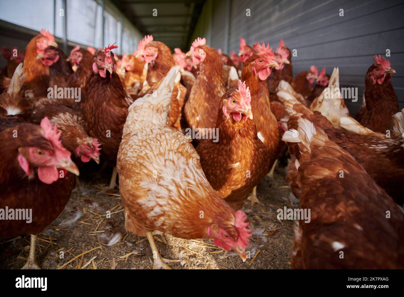 Hühner a Bodenhaltung. Foto Stock