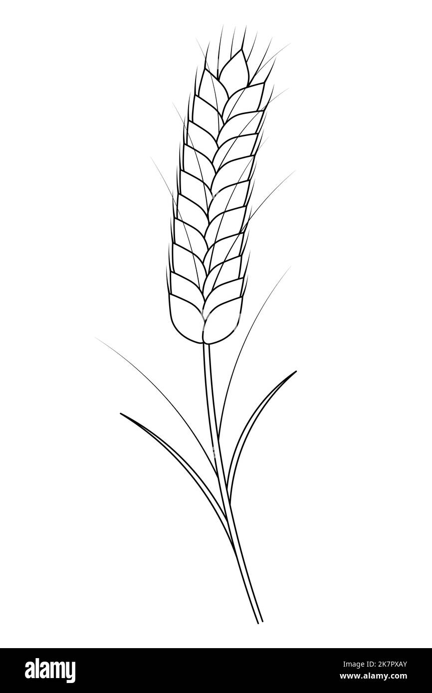 Orecchio di grano. Un raccolto di cereale ebbe bisogno di fare farina. Illustrazione vettoriale. Contorno su sfondo bianco isolato. Stile Doodle. Schizzo. Libro da colorare Illustrazione Vettoriale