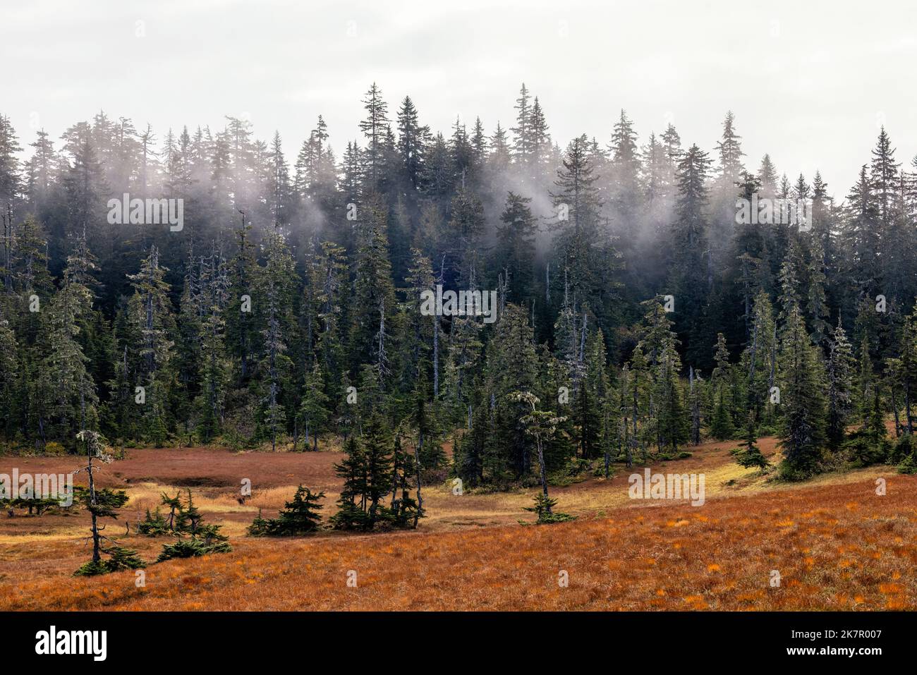 Sentiero naturalistico a Icy Strait Point, Hoonah, Alaska, USA Foto Stock