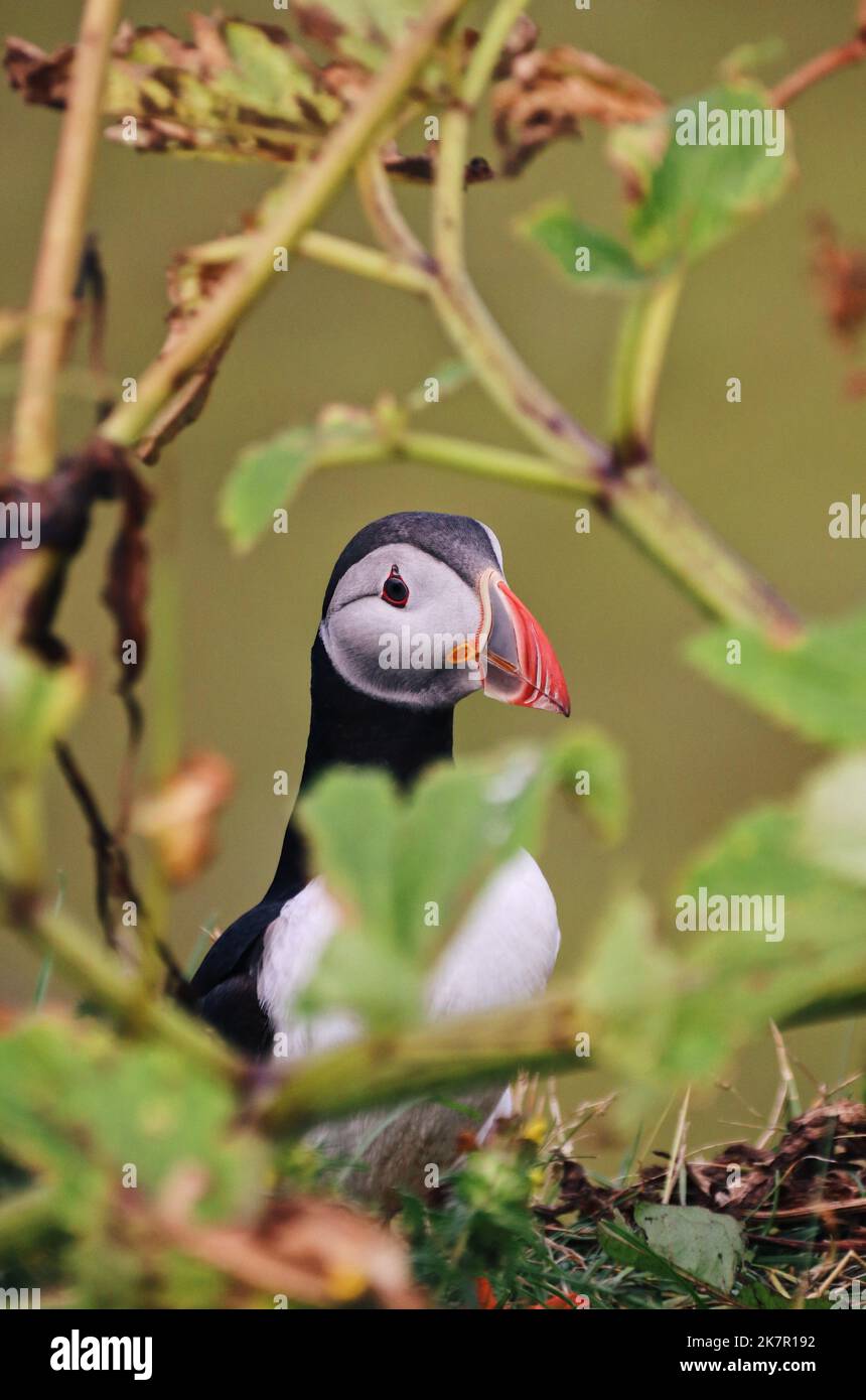 Un puffin che si sbirda dal verde in Islanda nella stagione estiva. Foto Stock