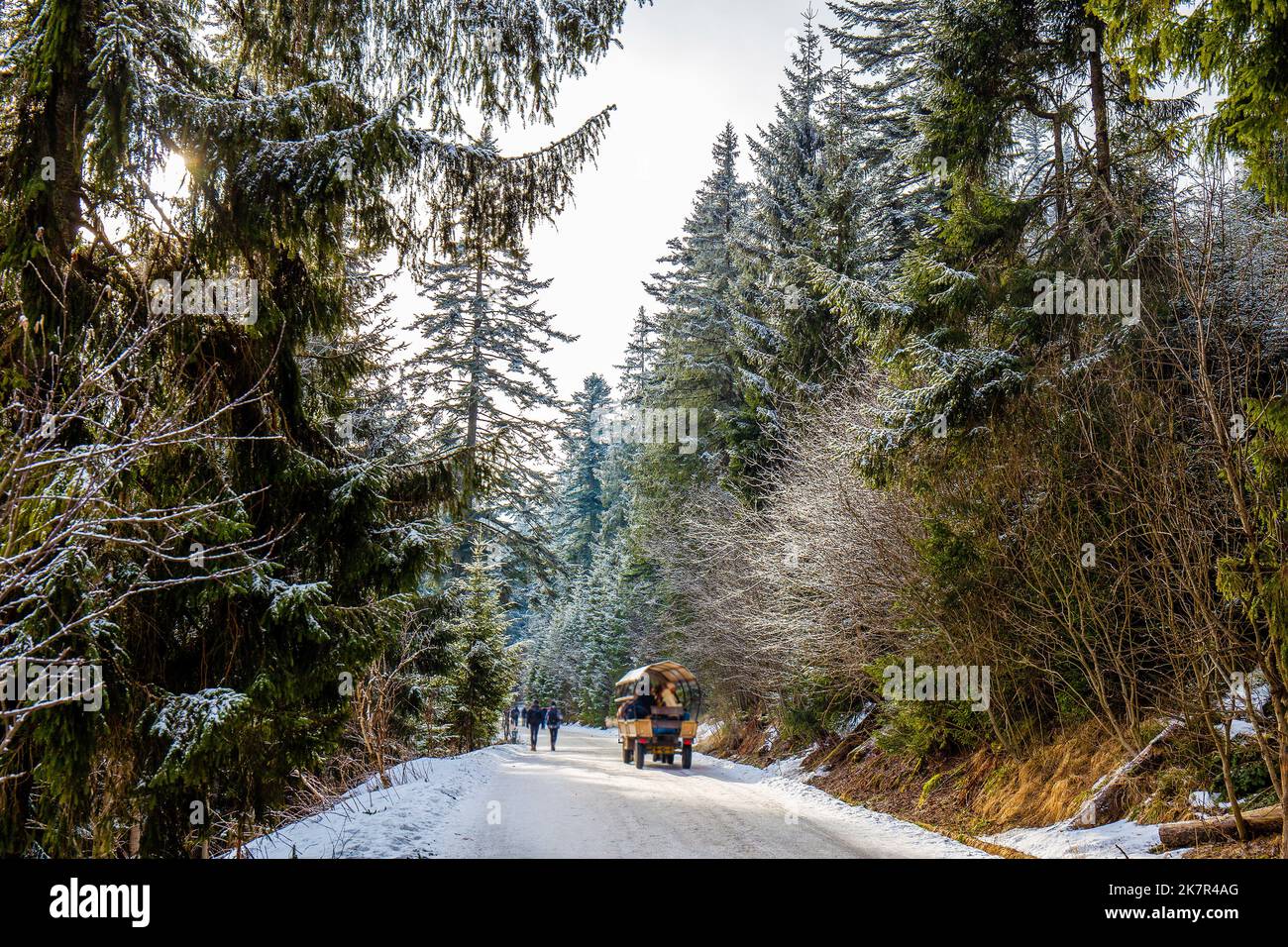 Incredibile strada per il lago Morskie Oko - spome persone a piedi - alcuni in carrozza ecologica trainata da cavalli. Vicino alla famosa stazione sciistica di polacco Za Foto Stock