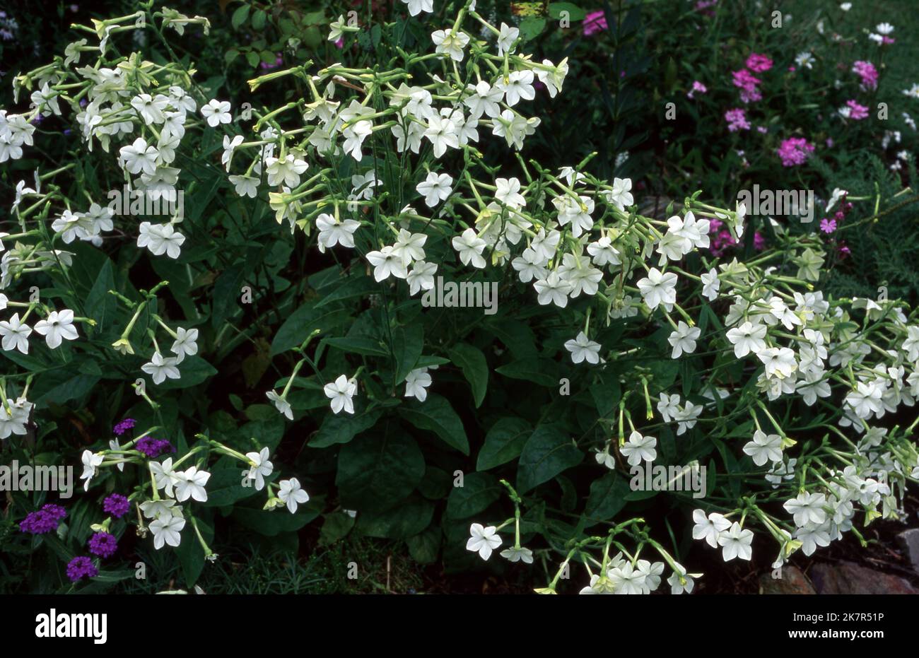 NICOTIANA ALATA IN FIORE BIANCA, SERIE DOMINO (IBRIDA F1) CONOSCIUTA ANCHE COME FIORITURA, GELSOMINO, TABACCO DOLCE O ORNAMENTALE. Foto Stock