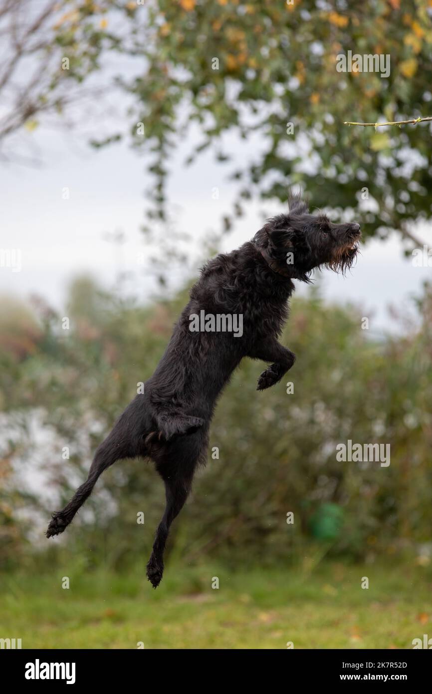 Il veloce cane nero è addestrato a saltare nel turbamento. Foto Stock
