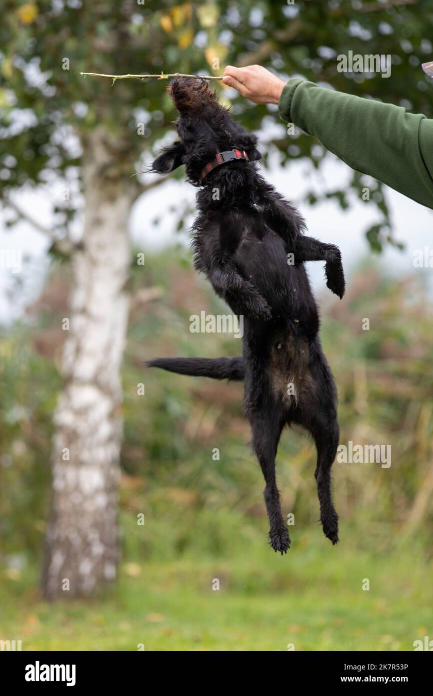 Il veloce cane nero è addestrato a saltare nel turbamento. Foto Stock