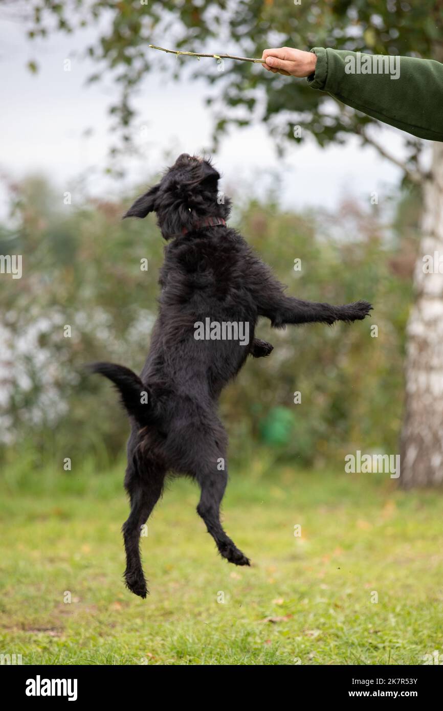 Il veloce cane nero è addestrato a saltare nel turbamento. Foto Stock