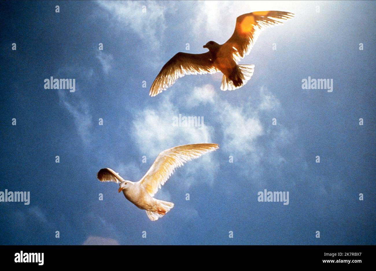 Il gabbiano Jonathan Livingston (Film 1973): trama, cast, foto 