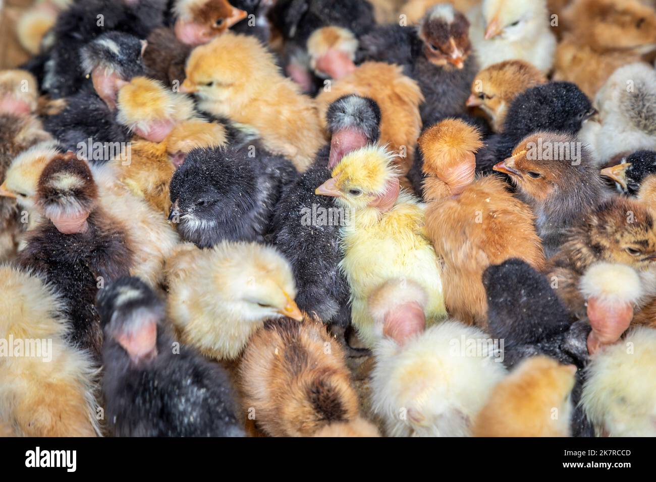 Grande gruppo di piccoli pulcini gialli e neri sulla fattoria di pollo Foto Stock