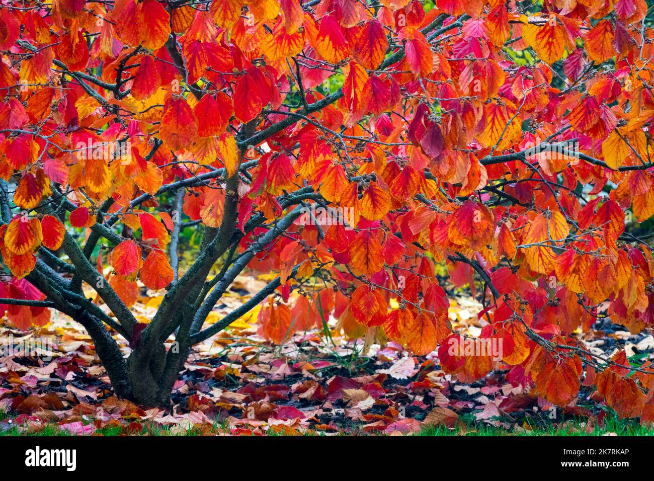 Hamamelis autunno fogliame Witch Hazel Hamamelis x intermedia autunno albero foglie Hitch Hazel arbusto in giardino witch Hazel giardino Foto Stock