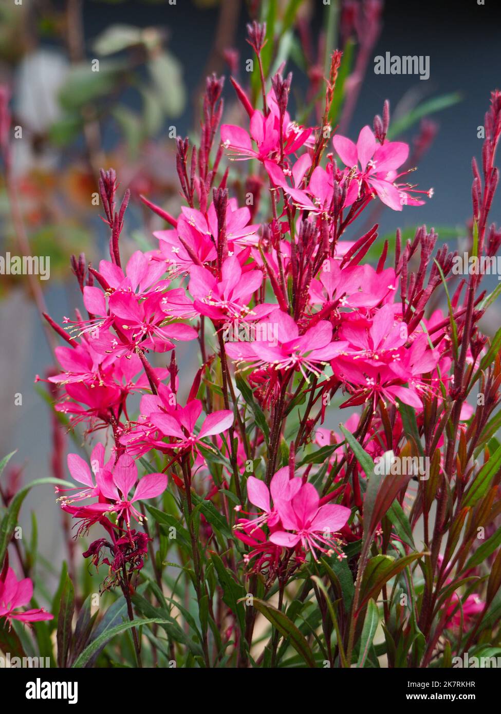 Rosa caldo Gaura Lindheimeri Bush o Whirling Butterfly fiori, giardino cottage sulla costa australiana, fioritura in massa Foto Stock