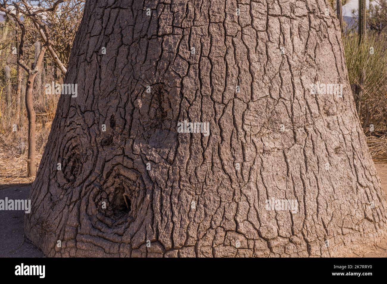 370 Beaucarnea Recurvata Foto Stock, Immagini E Fotografie Royalty-free - IStock - Foto 11