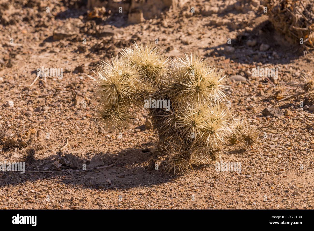 Un cactus cylindropuntia rosea (Tencholote) presso la Riserva della Biosfera di Tehuacan-Cuicatlan (Patrimonio dell'Umanità dell'UNESCO) vicino al villaggio di Zapotitlan de l Foto Stock