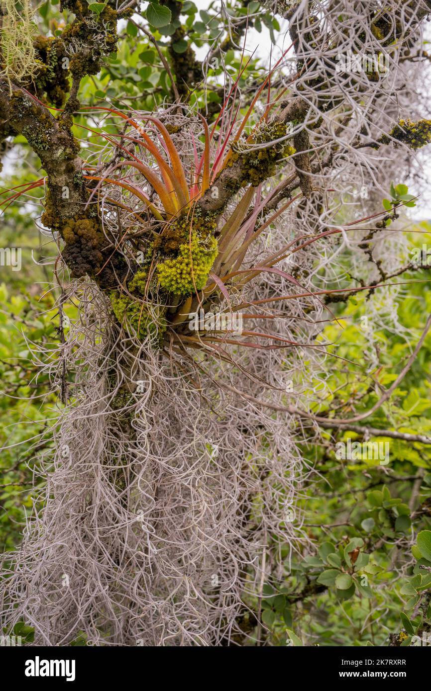 Alberi ricoperti di muschio spagnolo e piante di Tillandsia capitata nella foresta nuvolosa lungo il sentiero per la collina del giaguaro, un importante toro Zapotec Foto Stock