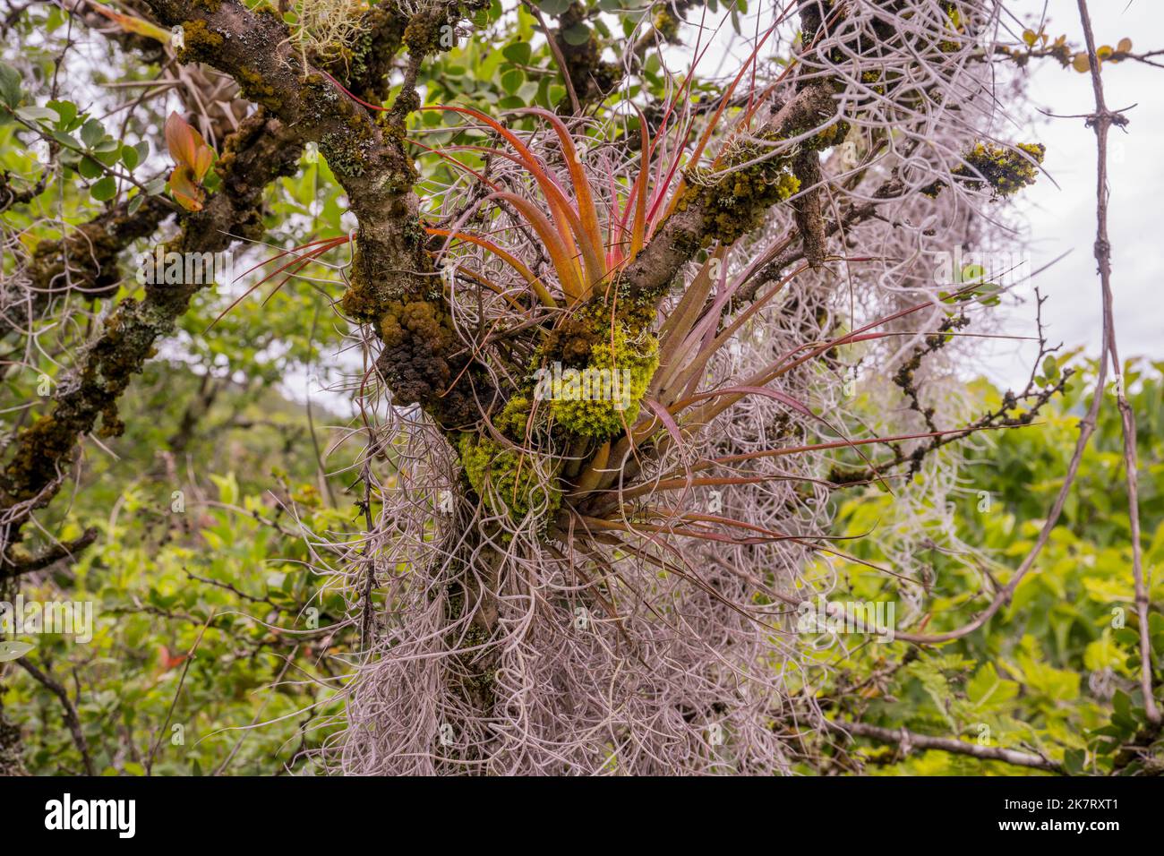 Alberi ricoperti di muschio spagnolo e piante di Tillandsia capitata nella foresta nuvolosa lungo il sentiero per la collina del giaguaro, un importante toro Zapotec Foto Stock