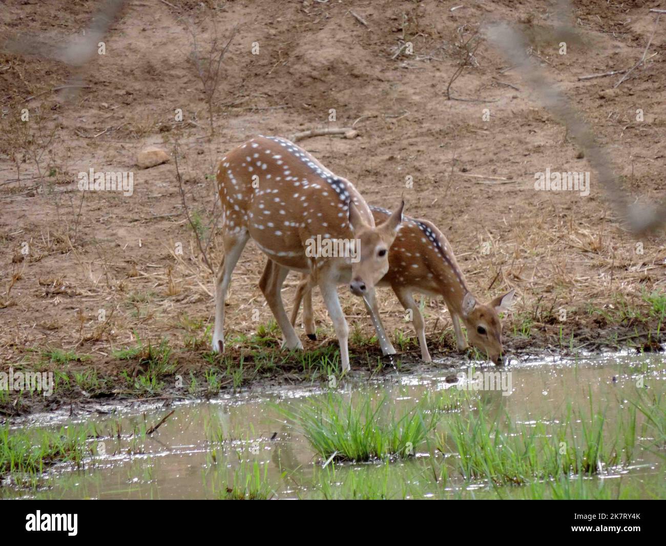 Cervi nel Parco Nazionale di Yala, Sri Lanka Foto Stock