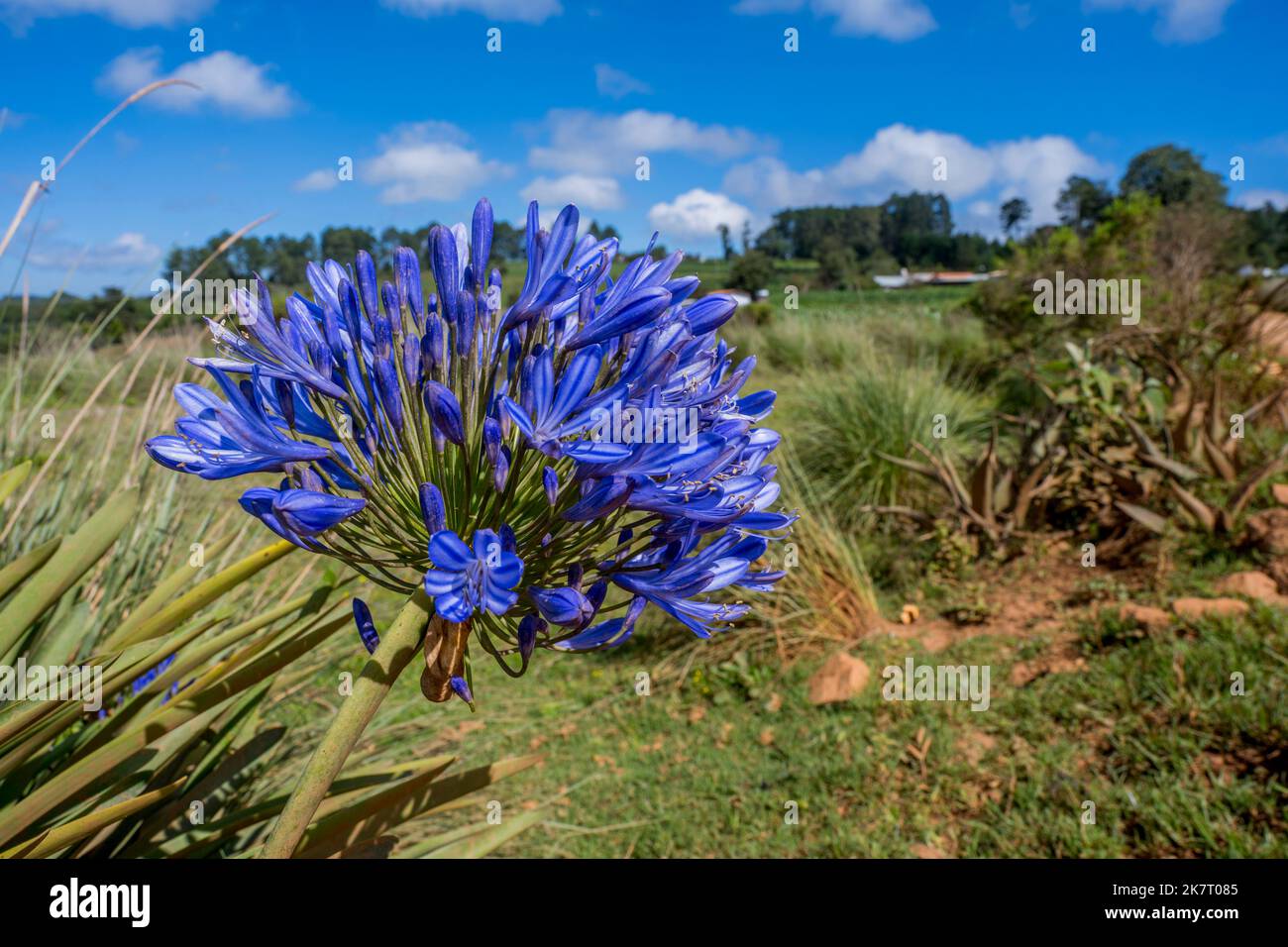 Agapanthus fiorisce lungo una strada sterrata nelle montagne ad ovest di Oaxaca City, Messico. Foto Stock