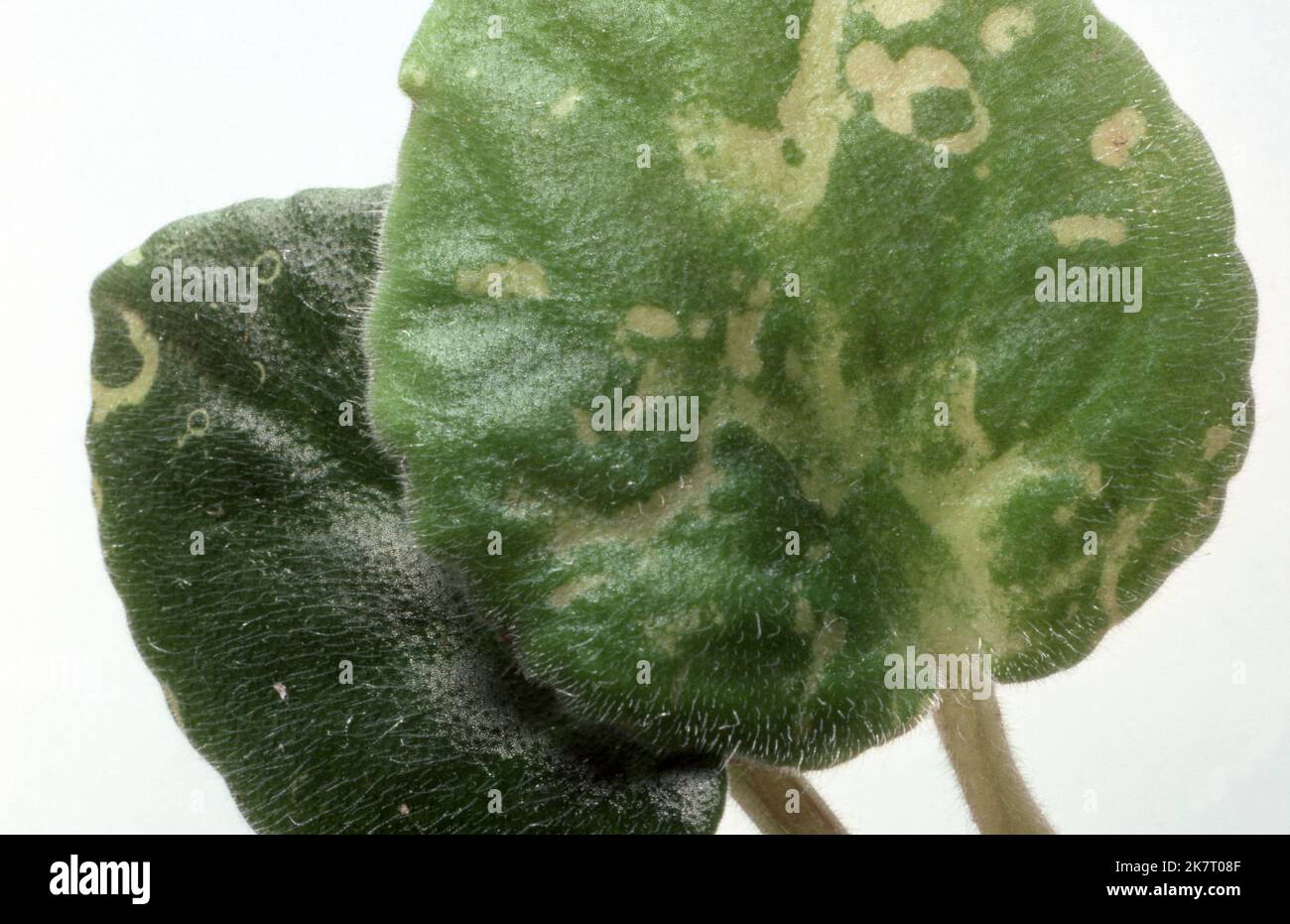 DANNI IDRICI ALLE FOGLIE DI UN IMPIANTO DI PIANTE DI VIOLETTO AFRICANO (SAINTPAULIA IONANTHA). Foto Stock