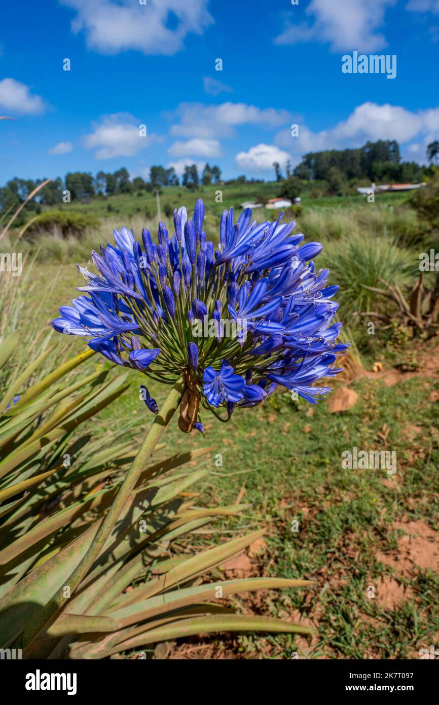Agapanthus fiorisce lungo una strada sterrata nelle montagne ad ovest di Oaxaca City, Messico. Foto Stock