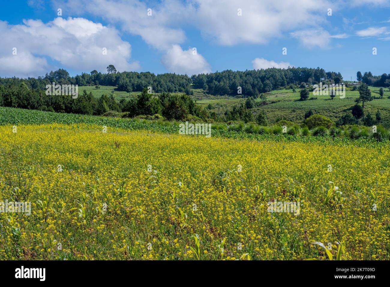 Un campo con fiori di senape nelle montagne ad ovest di Oaxaca City, Messico. Foto Stock
