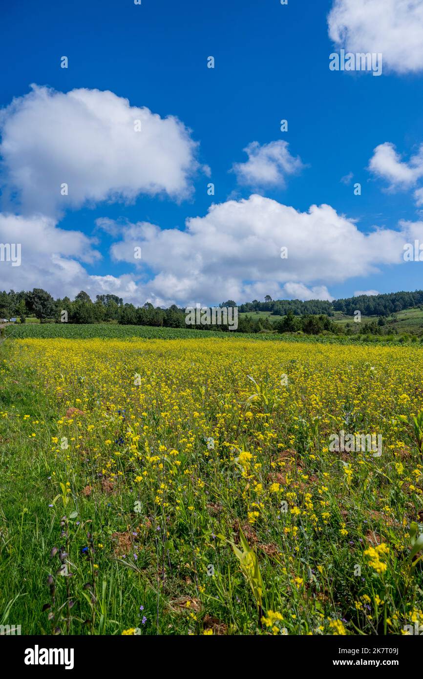 Un campo con fiori di senape nelle montagne ad ovest di Oaxaca City, Messico. Foto Stock