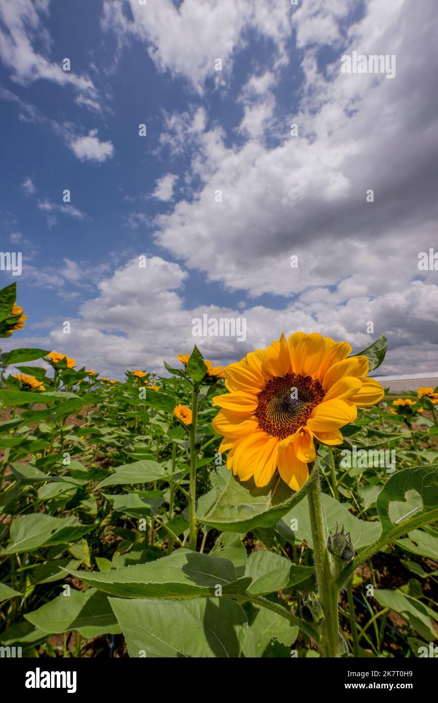 Un campo di girasole al di fuori di San Antonino Castillo Velasco vicino a Oaxaca, Messico. Foto Stock