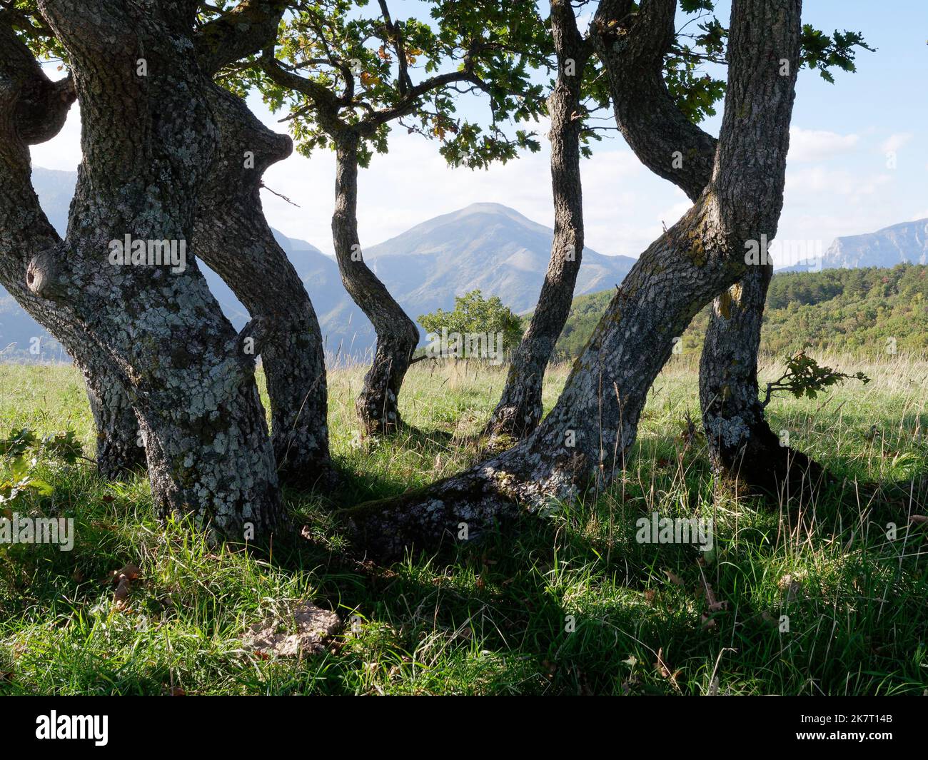 Insolita forma di tronco d'albero con le montagne dietro in cima alla collina di Miesola vicino al villaggio di Coccore, regione delle Marche, Italia Foto Stock