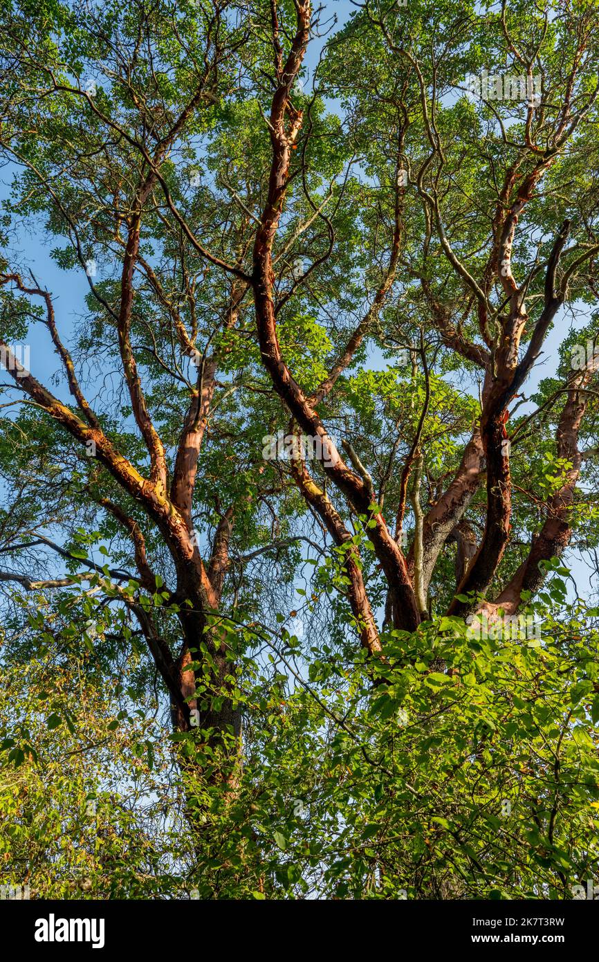 Un albero di madrone del Pacifico presso il Fort Townsend Historical state Park vicino a Port Townsend, Jefferson County, Washington state, USA. Foto Stock