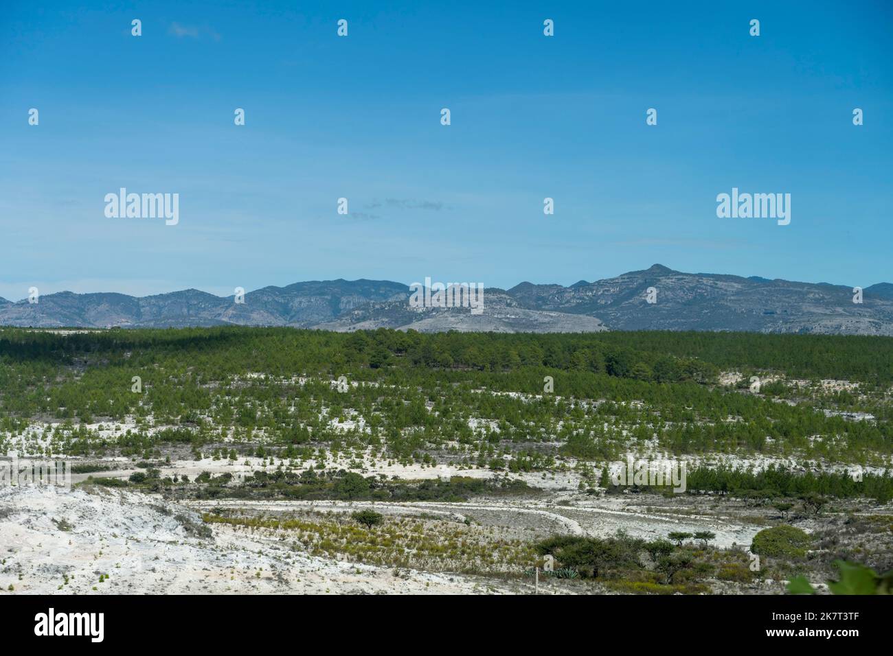 Vista dei pini ripiantati (programma di rimboschimento) lungo la strada statale 135 del Messico a nord della città di Oaxaca de Juarez, Oaxaca, Messico. Foto Stock