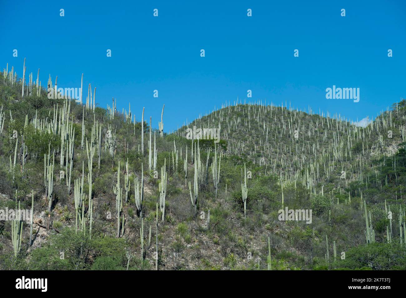 Vista dei cactus nella Riserva della Biosfera di Tehuacan-Cuicatlan (Patrimonio Mondiale dell'Umanità dell'UNESCO) lungo l'autostrada Federale messicana 135 a nord della città di Oaxa Foto Stock
